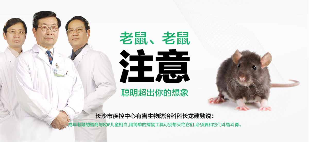 老鼠聰明超出你想象。