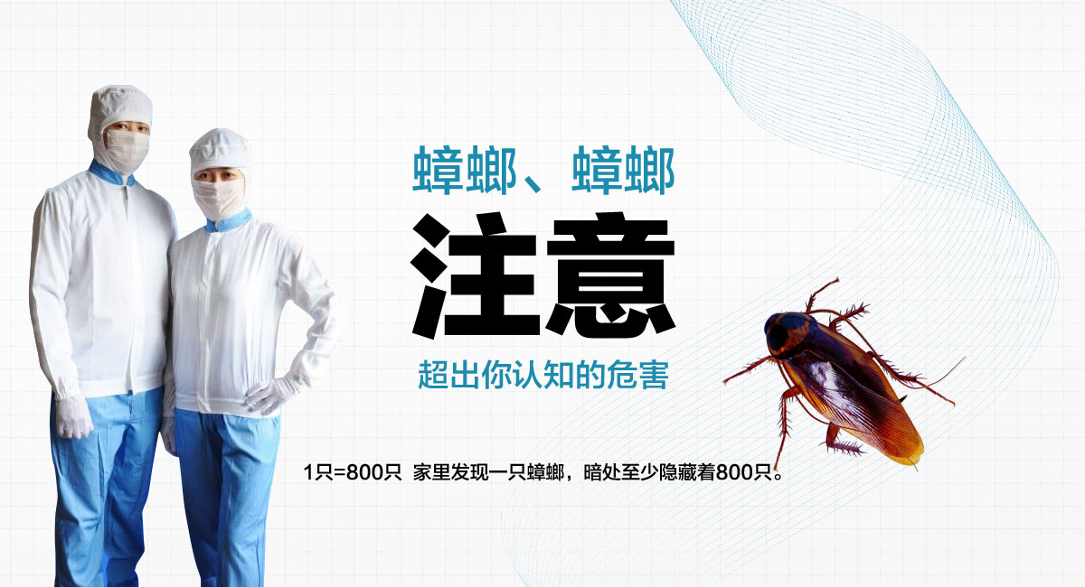 1只=800只 家里發(fā)現(xiàn)一只蟑螂，暗處至少隱藏著800只。